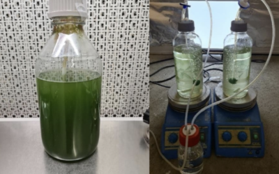 STUDIO CULTIVO DI HAEMATOCOCCUS P. IN FOTOBIOREATTORE